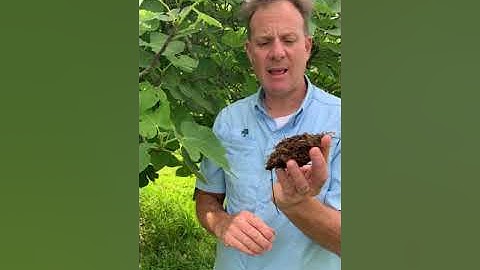 How to Air Layer a Fig Tree