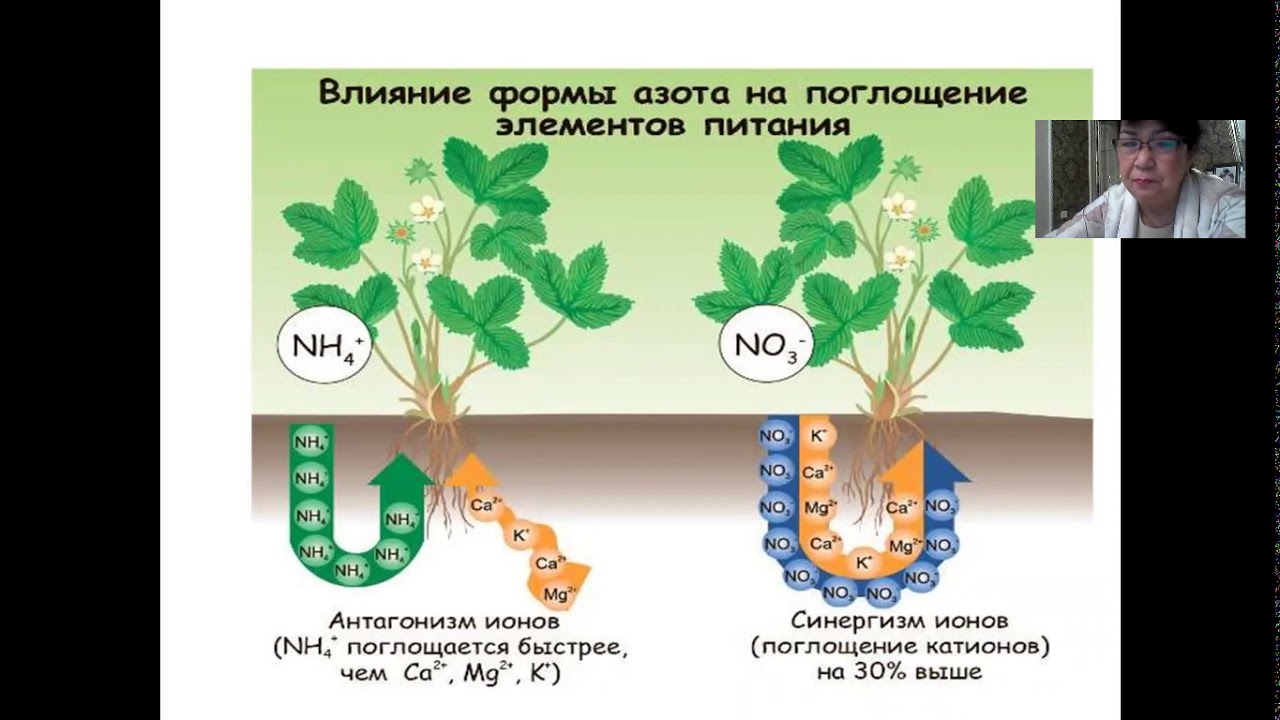 Минеральное питание растений тест по биологии 6