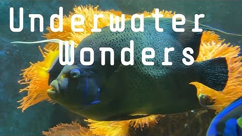 Underwater Wonders: Exploring the Hidden World Beneath the Waves with relaxing music