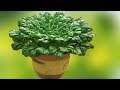 8 Perennial Fruits And Veggies to Plant Once And Harvest For Years 8 Perennial Fruits And Veggies to Plant Once And Harvest For Years