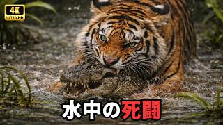 インドの野生動物｜なぜ世界のトラの70％がこの地に集まるのか