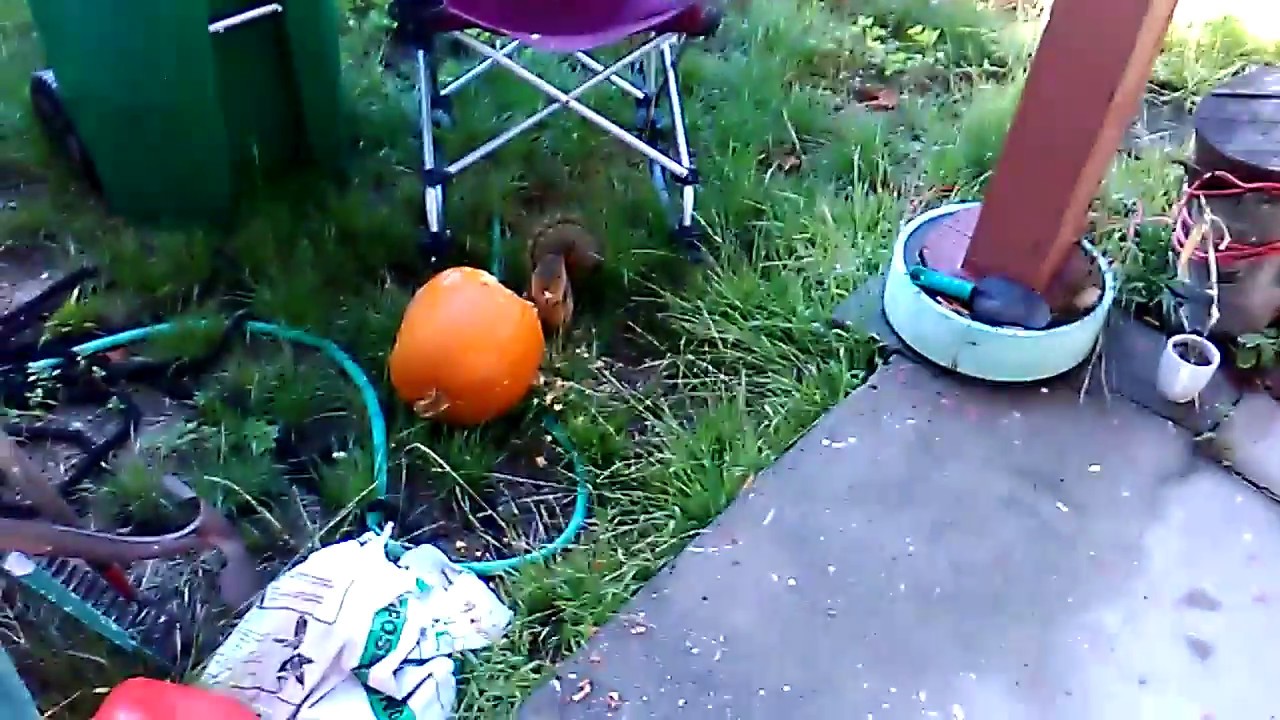 A squirrel ate my pumpkin. A dingo ate my baby. YouTube