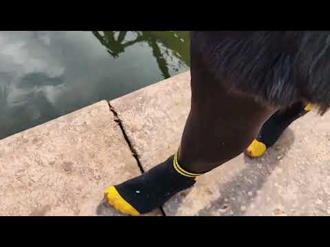 Buffalo Boots example video and more for payment - Contact me
