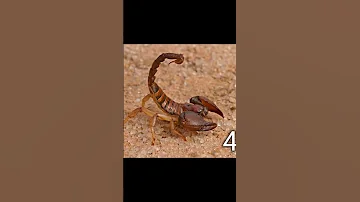 أخطر 5 عقارب في العالم The Most Dangerous 5 Scorpions In The World 