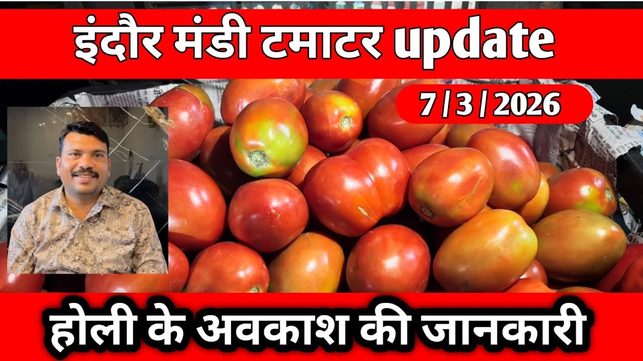 🍅🍅डबल मंडी से टमाटर मे पकड़ मजबूत 🤩 // इंदौर मंडी टमाटर भाव //#tomato #tmatar 