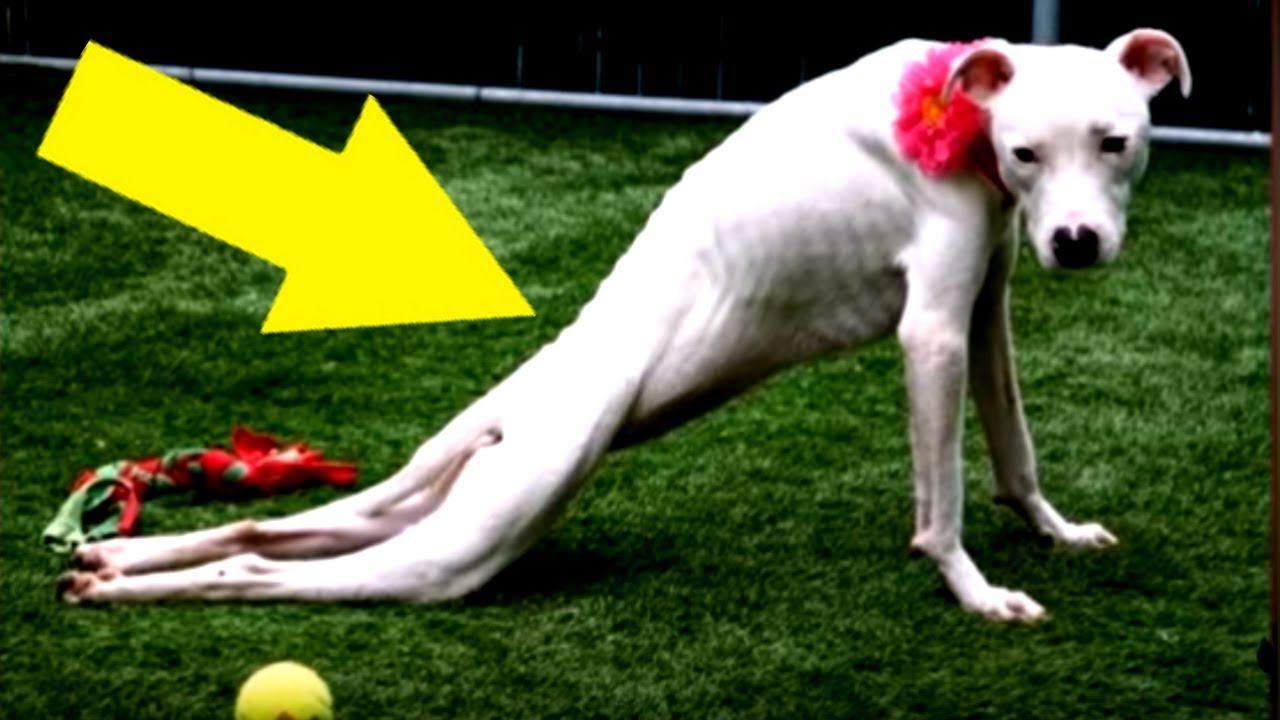 Dieser Hund hat 6 Monate nichts gegessen Der Grund machte die Ärzte