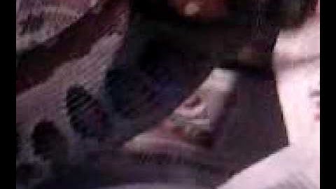 blood python eating big rat