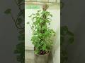 Money plant🌿 growth ☺️ #moneyplant #gardening