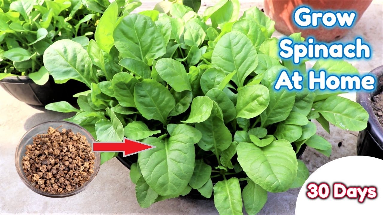 How to grow Spinach at home full information with 30 Days Updates || Organically grow spinach