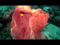 Dolphins, Sharks, Moras & Turtles- Tobago Underwater Wonderland