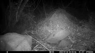 2023-07-22 20:54:49/Antechinus stuartii/Brown antechinus