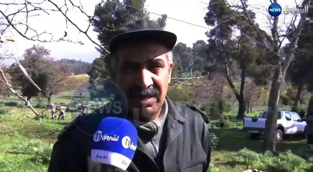 الجمارك تنظم حملة تشجير في قسنطينة