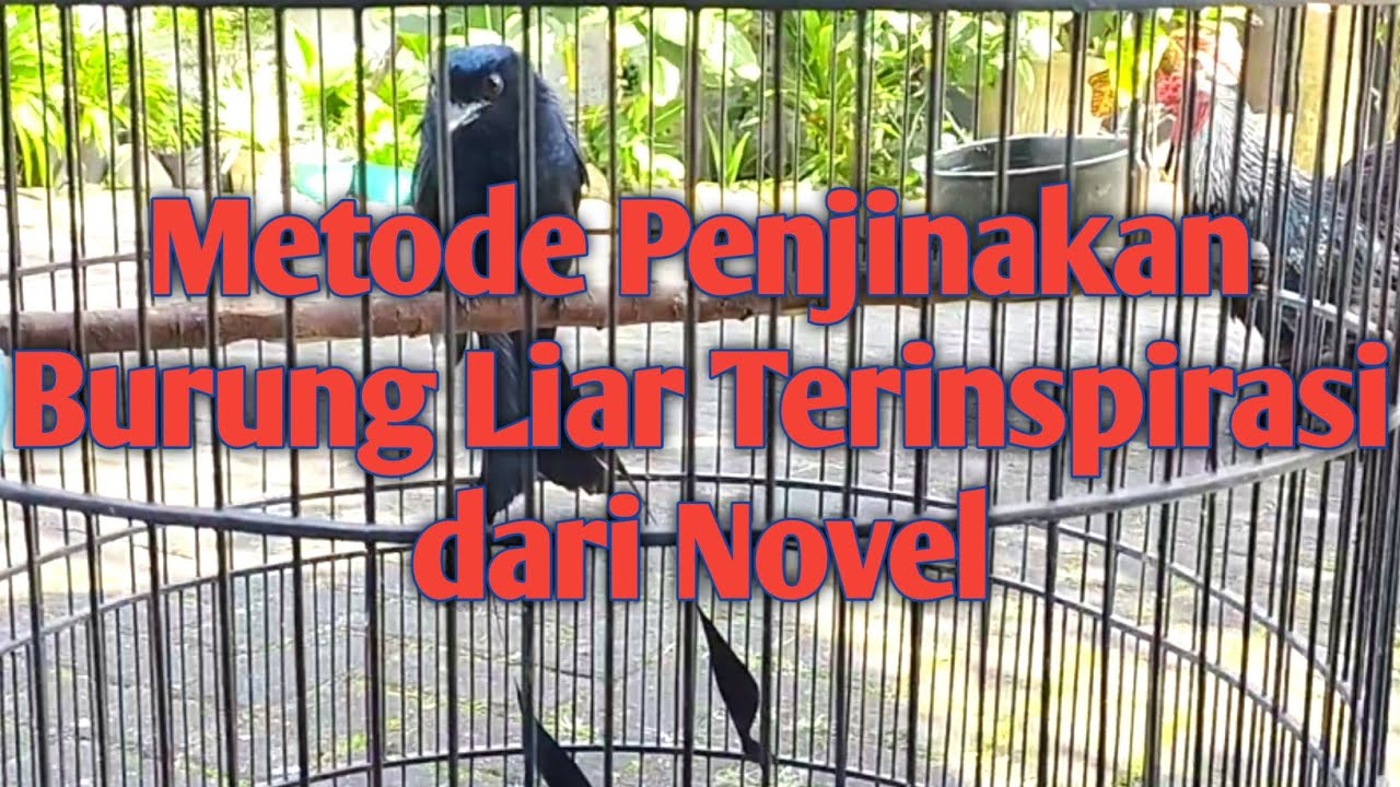 Penjinakan Burung Liar | Metode Penjinakan Burung Srigunting Krantil