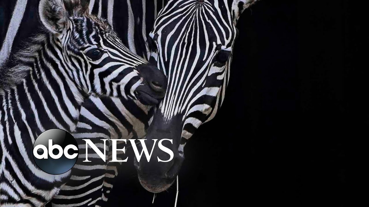 Baby zebra, Arlington National Cemetery and protest: World in Photos, Nov. 9
