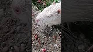 lustige suesse Tiere Nutria lovly Nutria Albino Seltenheit