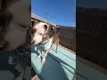 Little Dachshund trying to make friends in the play yard!  Why won't they play with me?