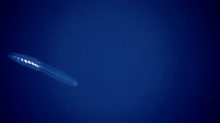 EX1708 Dive 16 Symphony in Sea Minor Sep 22 2017