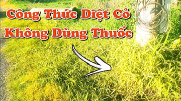 cách diệt cỏ không cần dùng thuốc chỉ với kali + đạm + muối + nước rửa chén