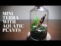 Miniature terrarium with aquatic plants