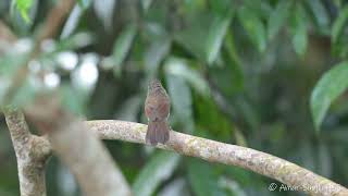 Burung Titbabbler Bergaris Tebal mixornis Bornensis