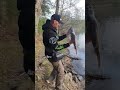 Joli coup du soir au Vatalion #brochet #pike #fishing #lurefishing #pêche #pesca