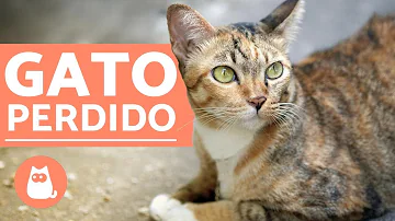 ¿Qué posibilidades hay de que mi gato vuelva a casa?