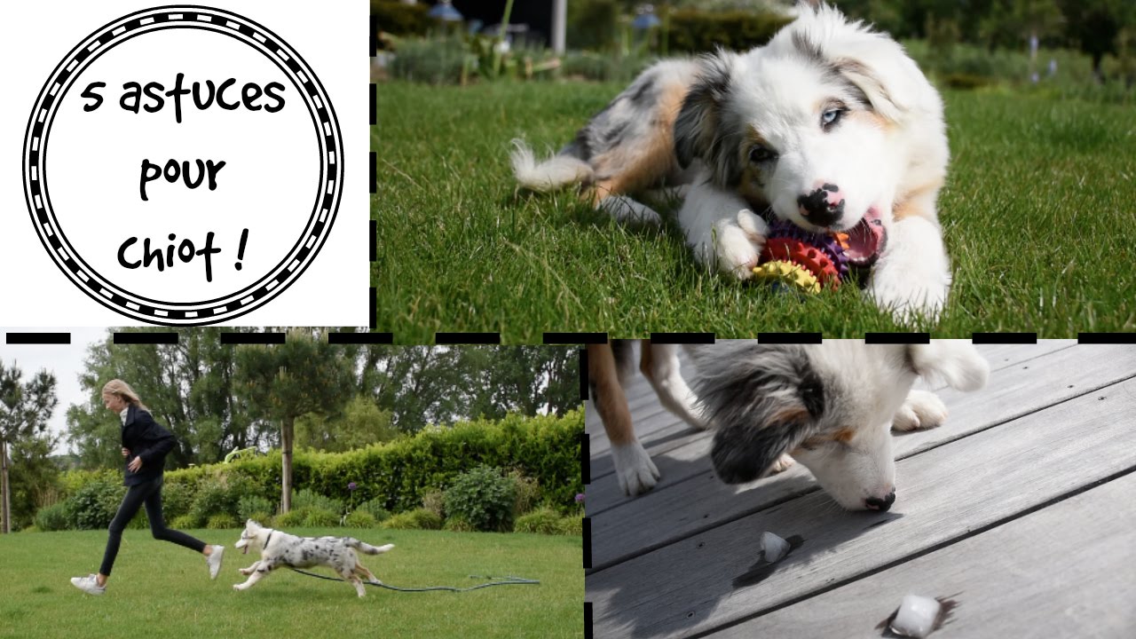 5 Astuces Pour Chiot Youtube