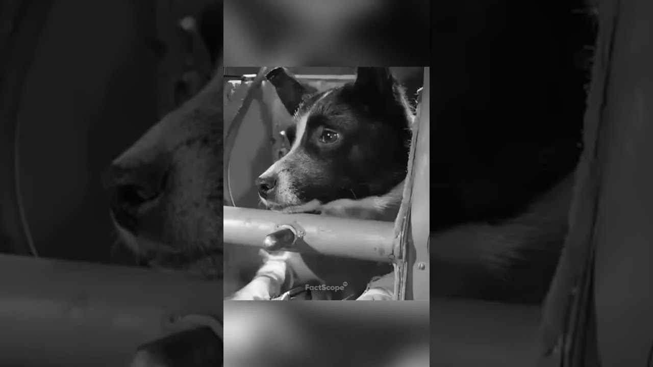 Laika: The First Dog to Orbit Earth 🤯