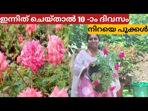 10 ദിവസത്തിനുള്ളിൽ റോസനിറയെ പൂക്കൾ കിട്ടാൻ | Caring tips for rose plants to give bunch of flowers