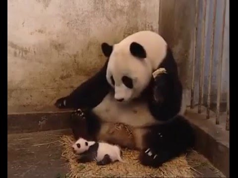hapşıran panda annesini korkuttu