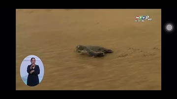 Tour khám phá công tác bảo tồn rùa biển - VQG Côn Đảo 0983830669