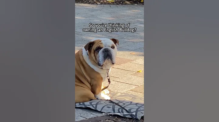 So you’re thinking of owning an English bulldog? #dog #shorts #bulldogs