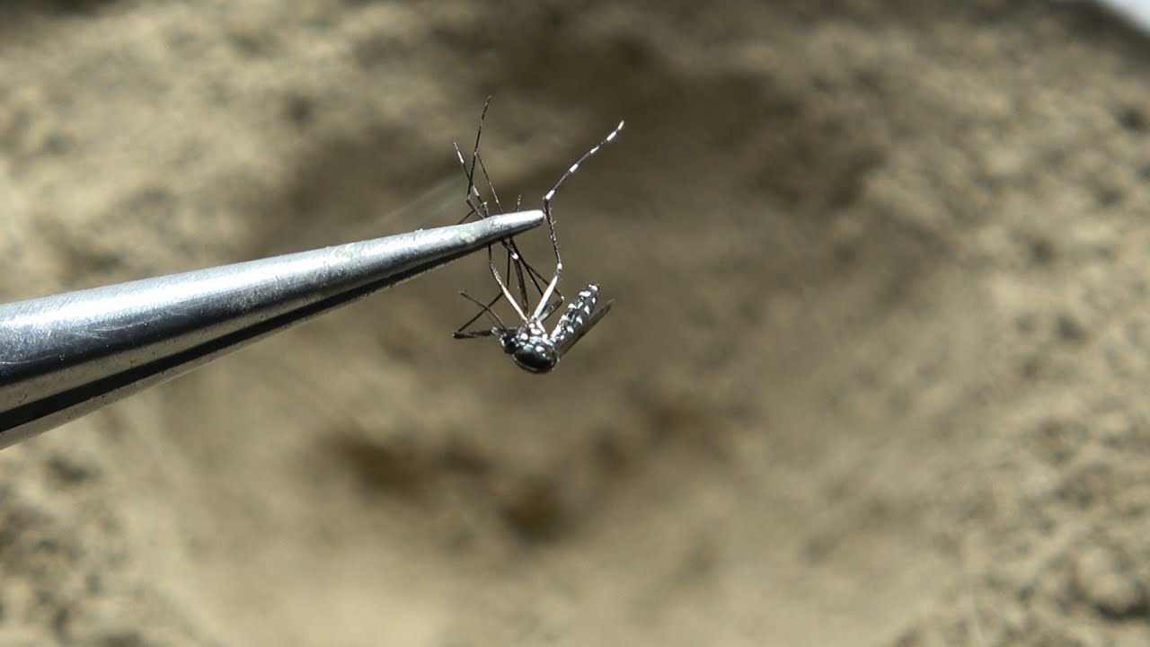 This is what happens when you drop a mosquito into an antlion trap