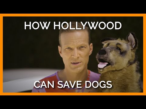 See How Hollywood Stars Can Save Dogs Trapped in Hot Cars