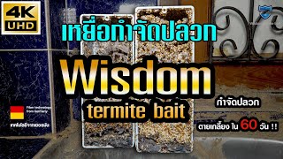 Wisdom termite bait เหยื่อกำจัดปลวกเทคโนโลยีจาก เยอรมัน ติดตั้ง 2 จุด ปลวกตายเกลี้ยง !!