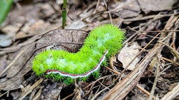 IO Moth Caterpillars Can Sting