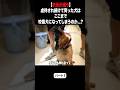 【次元が違う】虐待され続けて育った犬はここまで咬傷犬になってしまうのか...?愛護センターへ緊急保護！ #ピースワンコ #犬 #プードル