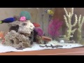 Coral cat shark aquarium