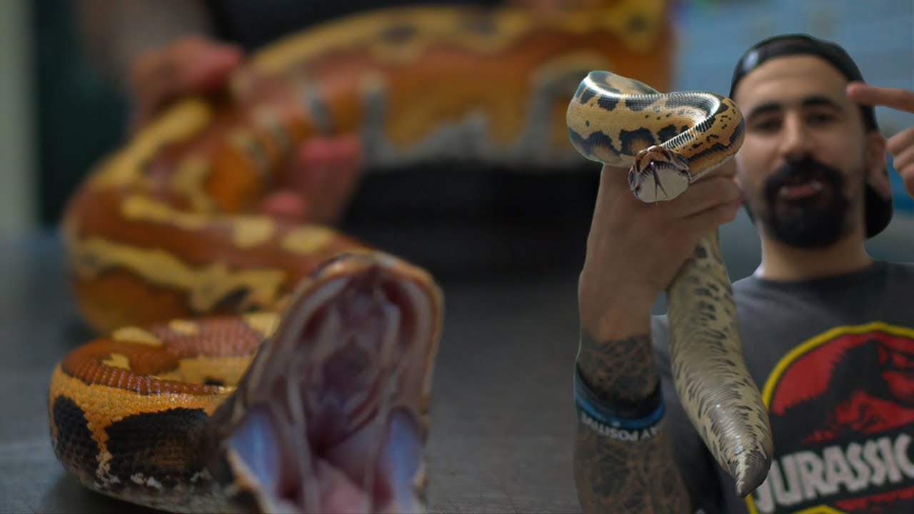 Youtube new england reptile distributors Discover bbigatojha