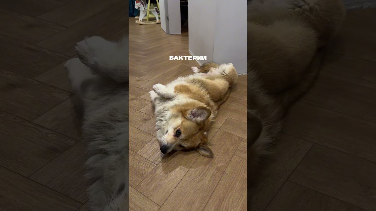 Артикул на проверенные пребиотики#WW179776 (копируй  вместе с буквами).