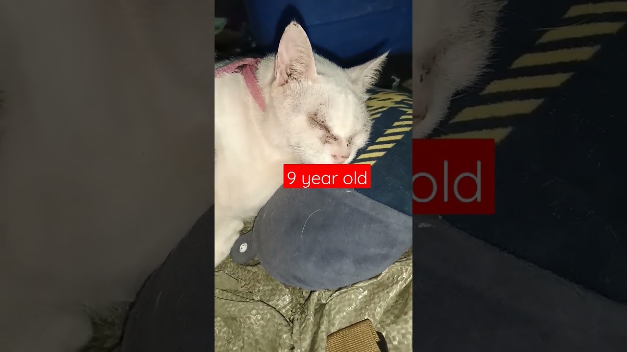 a cat survivor from his mom who eats his siblings alive 