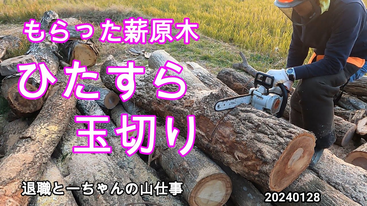 もらった薪原木 ひたすら玉切り もっと目立ての腕を磨かねば - YouTube