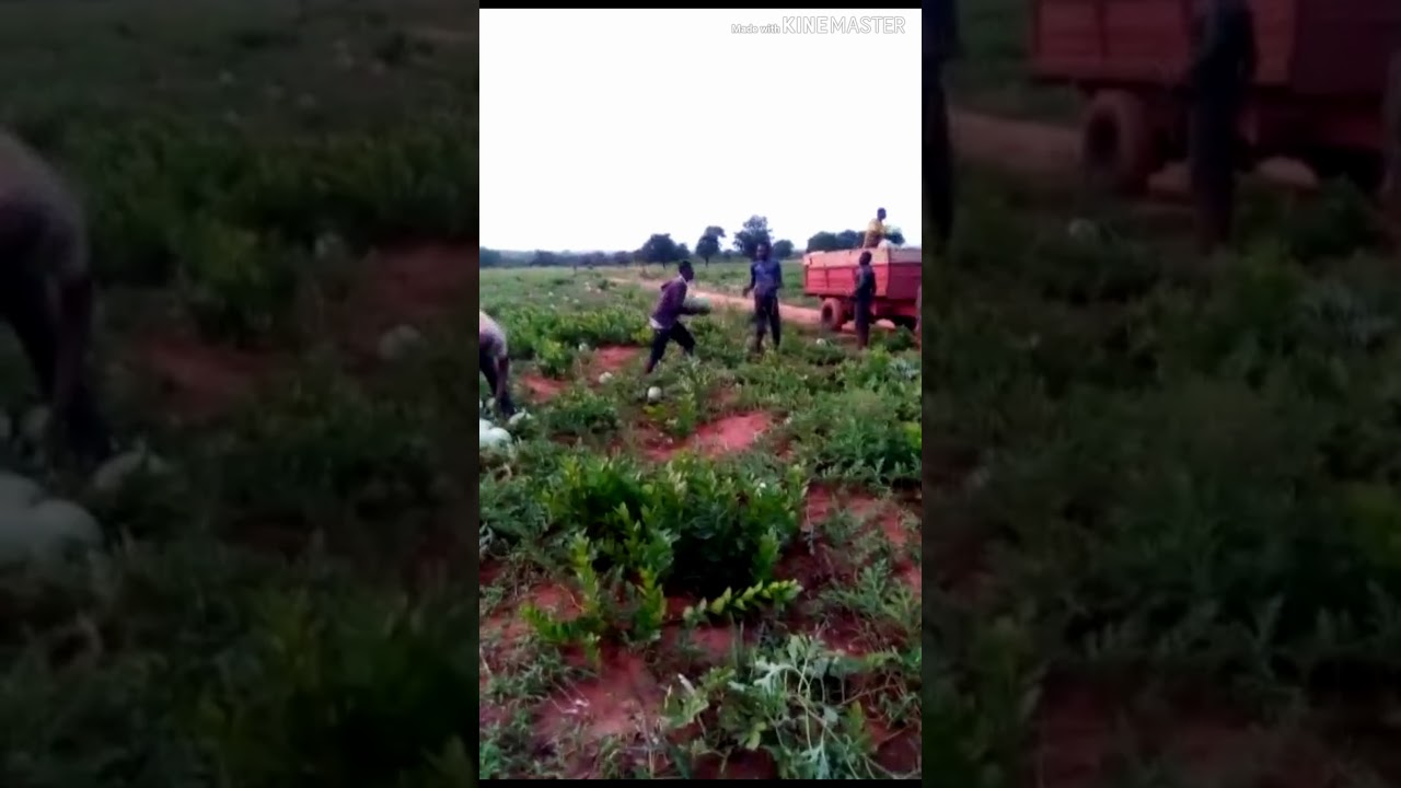 Watermelon farm in Ghana YouTube