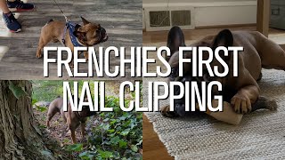 Day In The Life of a French Bulldog: First Nail Clipping by The French Bullvlog 1,447 views 1 year ago 3 minutes, 47 seconds