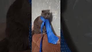 Смешной и милый кот / подборка милых видео про котов