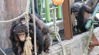 Pisuke's display, but Chiro doesn't respond　Asahiyama Zoo　Chimpanzee　202209