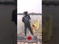 Aksi seru‼️ strike ikan lele raksasa di danau #fishing #mancing #shorts
