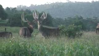 Rusa deer Mauritius