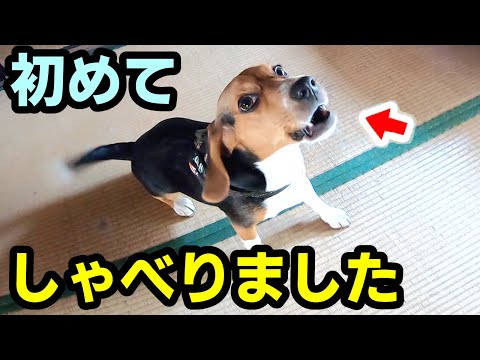 【話す犬】初めて言葉を話し何かを伝えるビーグル犬