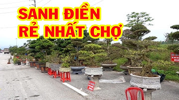 Chợ cây ngoài triển lãm cây cảnh, sanh Nam Điền giá rẻ